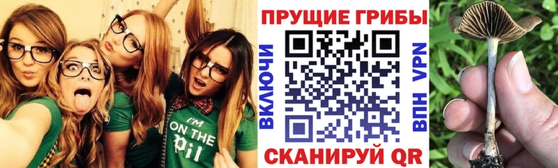 Галлюциногенные грибы GOLDEN TEACHER  купить наркотики цена  Кущёвская 